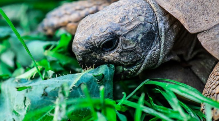 tortue alimentation