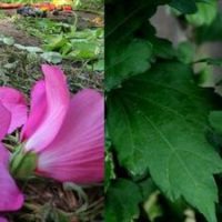 althea tortue