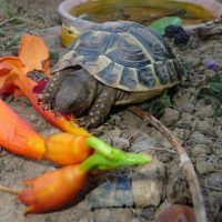 bigogne tortue