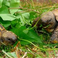 liseron tortue