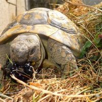 mure tortue
