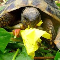 onagre tortue