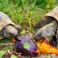 quetsche tortue
