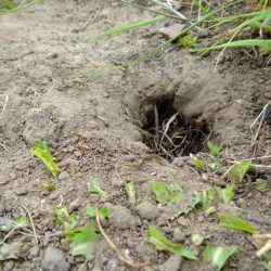 tortue de terre (141)
