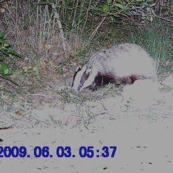 tortue de terre (19)