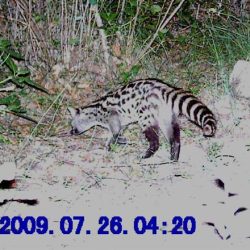 tortue de terre (42)