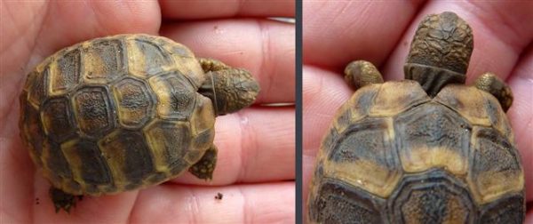 Tortue De Terre à Donner Sur Le Bon Coin Le miraculé - Tortue de terre info