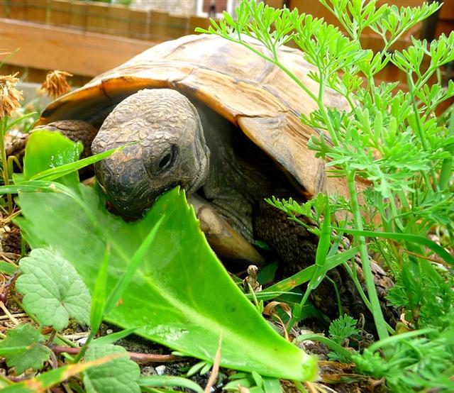 5 choses que vous ne soupçonniez pas sur la tortue de terre - Depuis mon  hamac