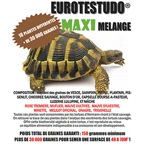 SEMER LES GRAINES POUR TORTUE DE TERRE - Tortue de terre info