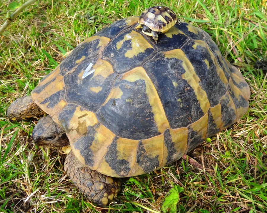Comment Soccuper Dune Tortue De Terre Bebe TORTUE DE TERRE (tortues d'Hermann) - Elevage et vente de tortues