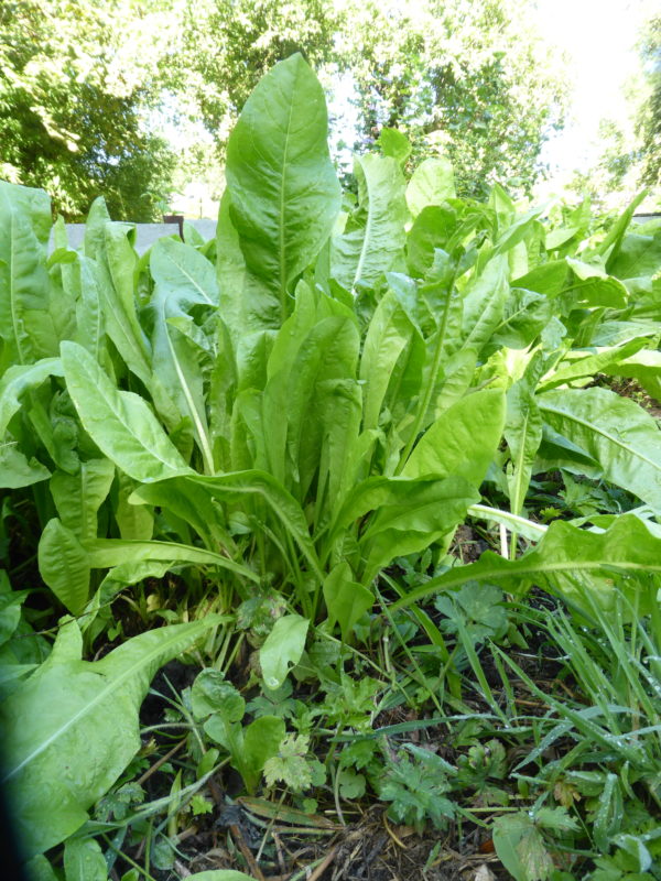 La chicorée Tortue de terre info
