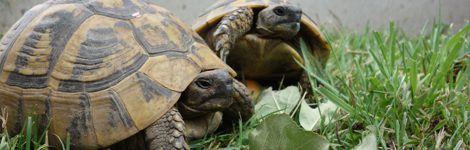 Adopter une tortue de terre : la tortue d'Hermann