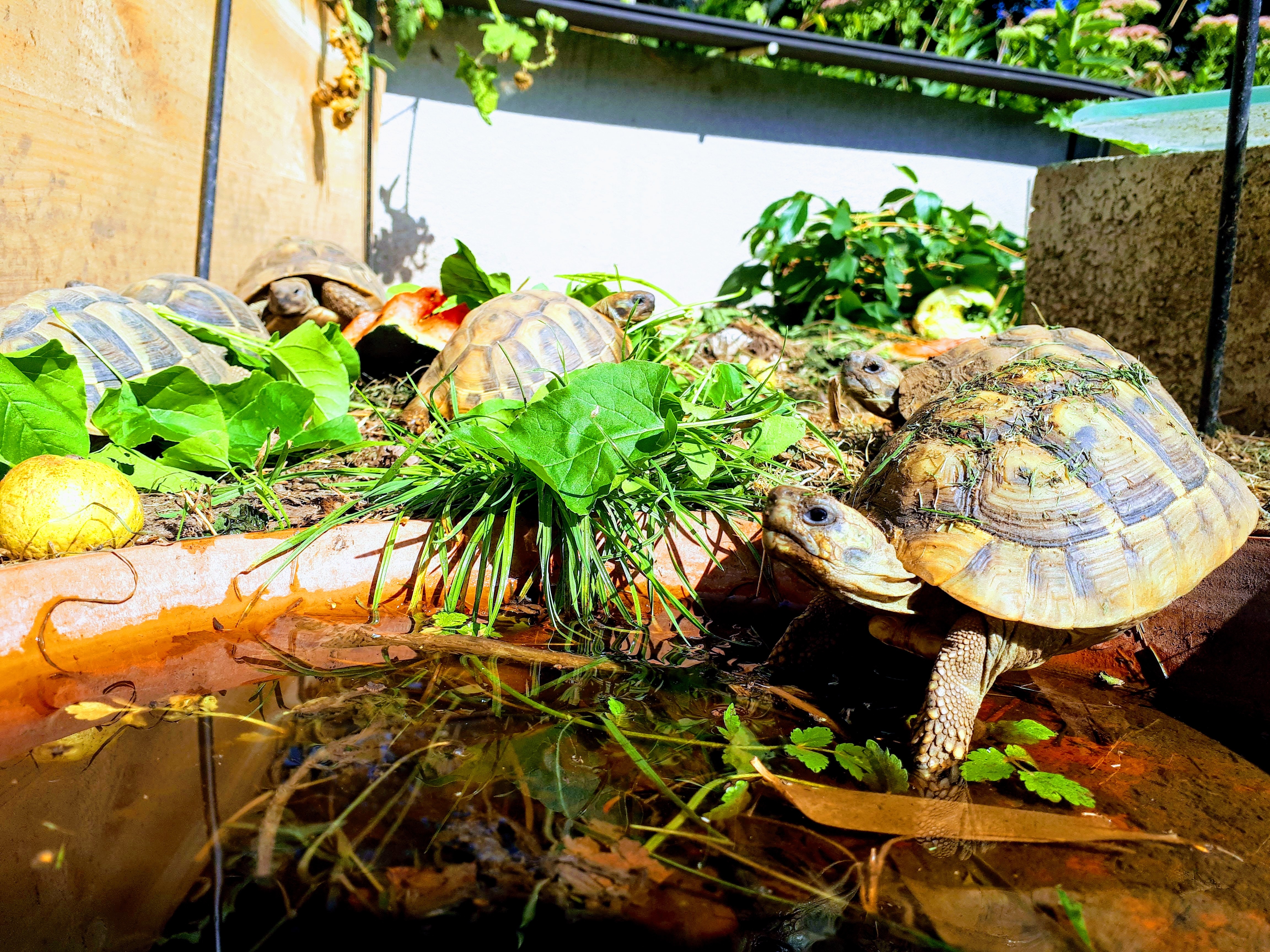 Enclos tortues juvéniles/bébés.