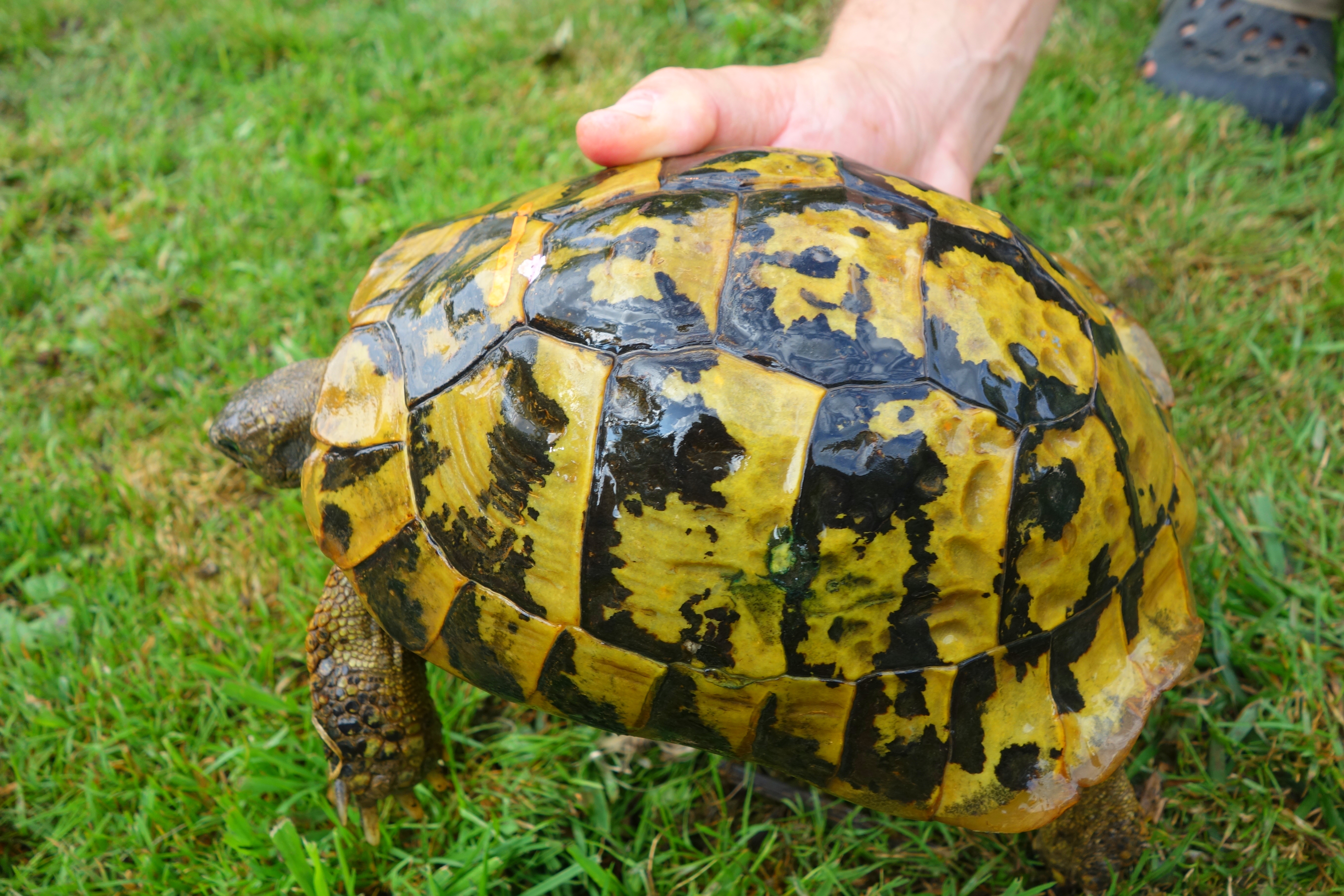 tortue terrestre