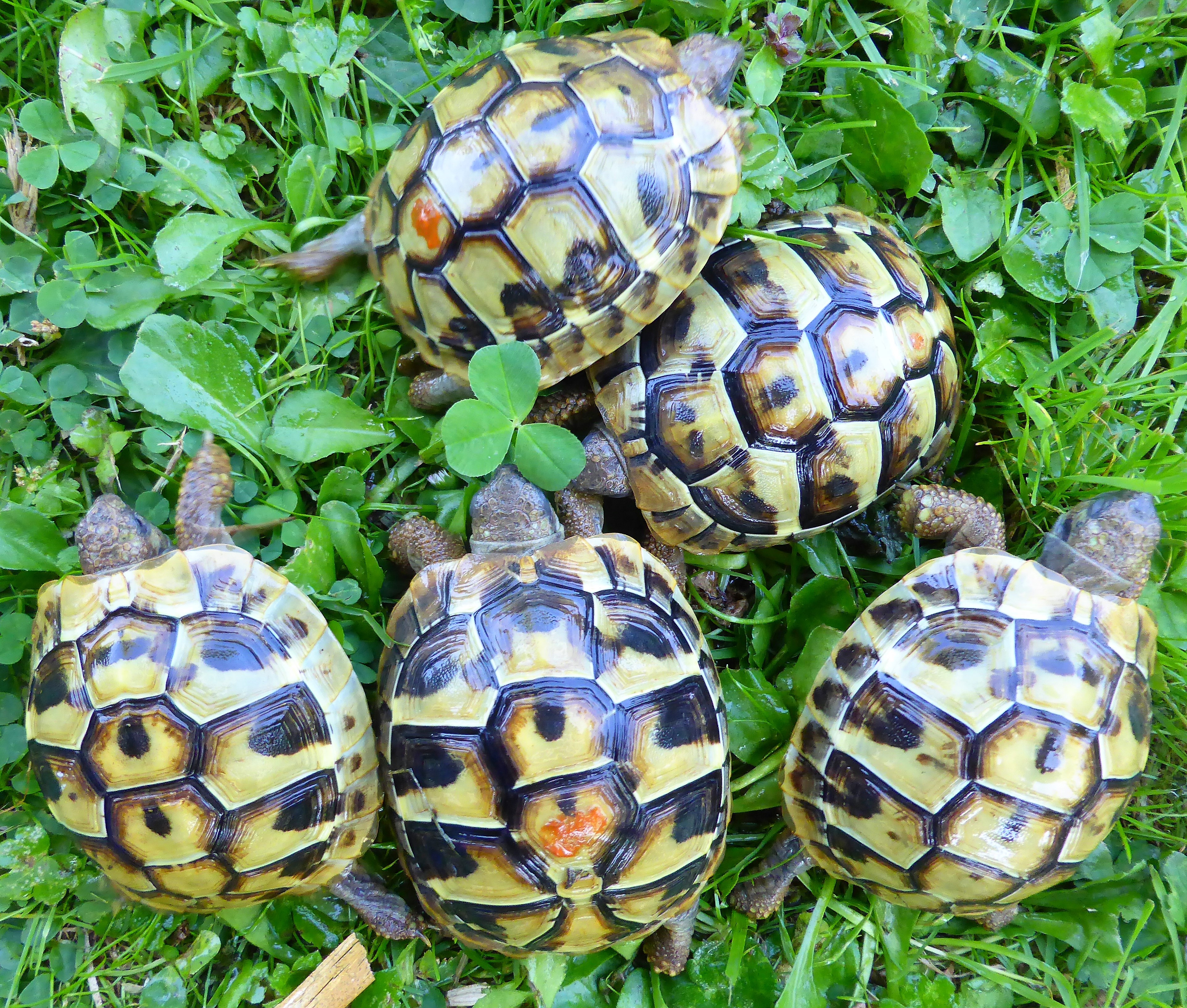 Enclos tortues juvéniles/bébés.