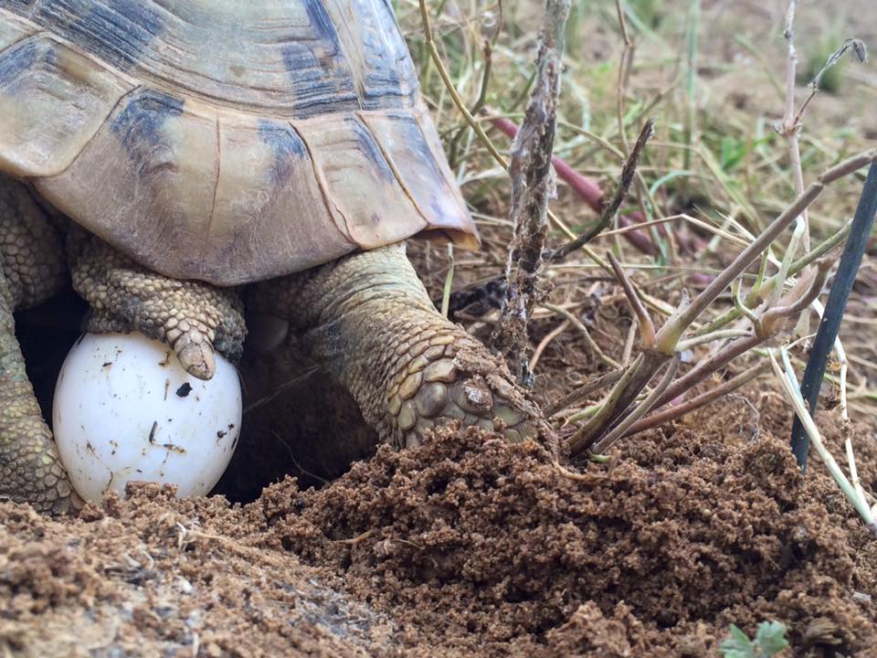 La ponte - la tortue d'Hermann