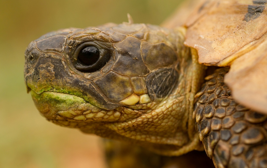 La chicorée - Tortue de terre info