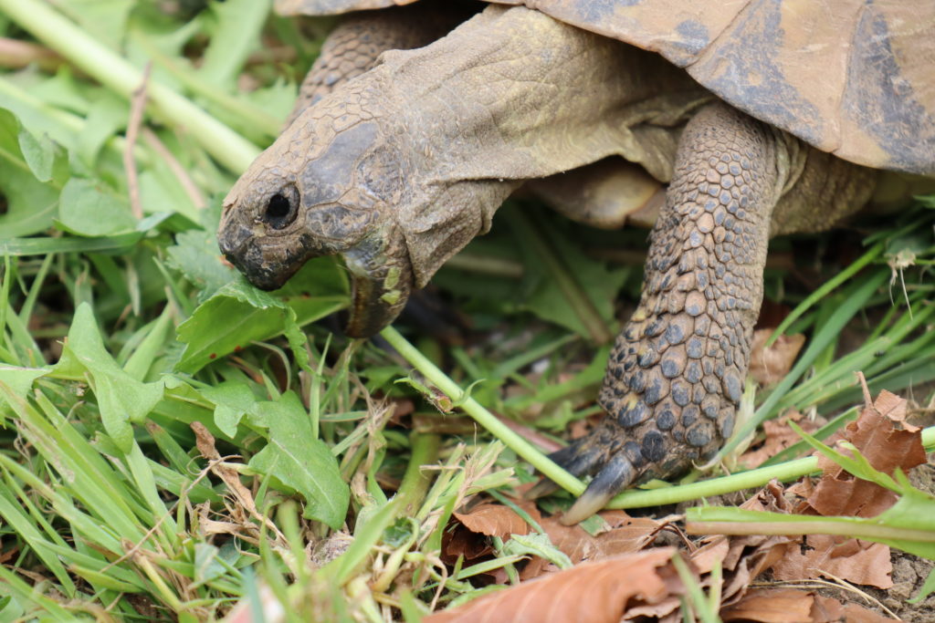 Les Tortues : Habitat, Comportement, Alimentation