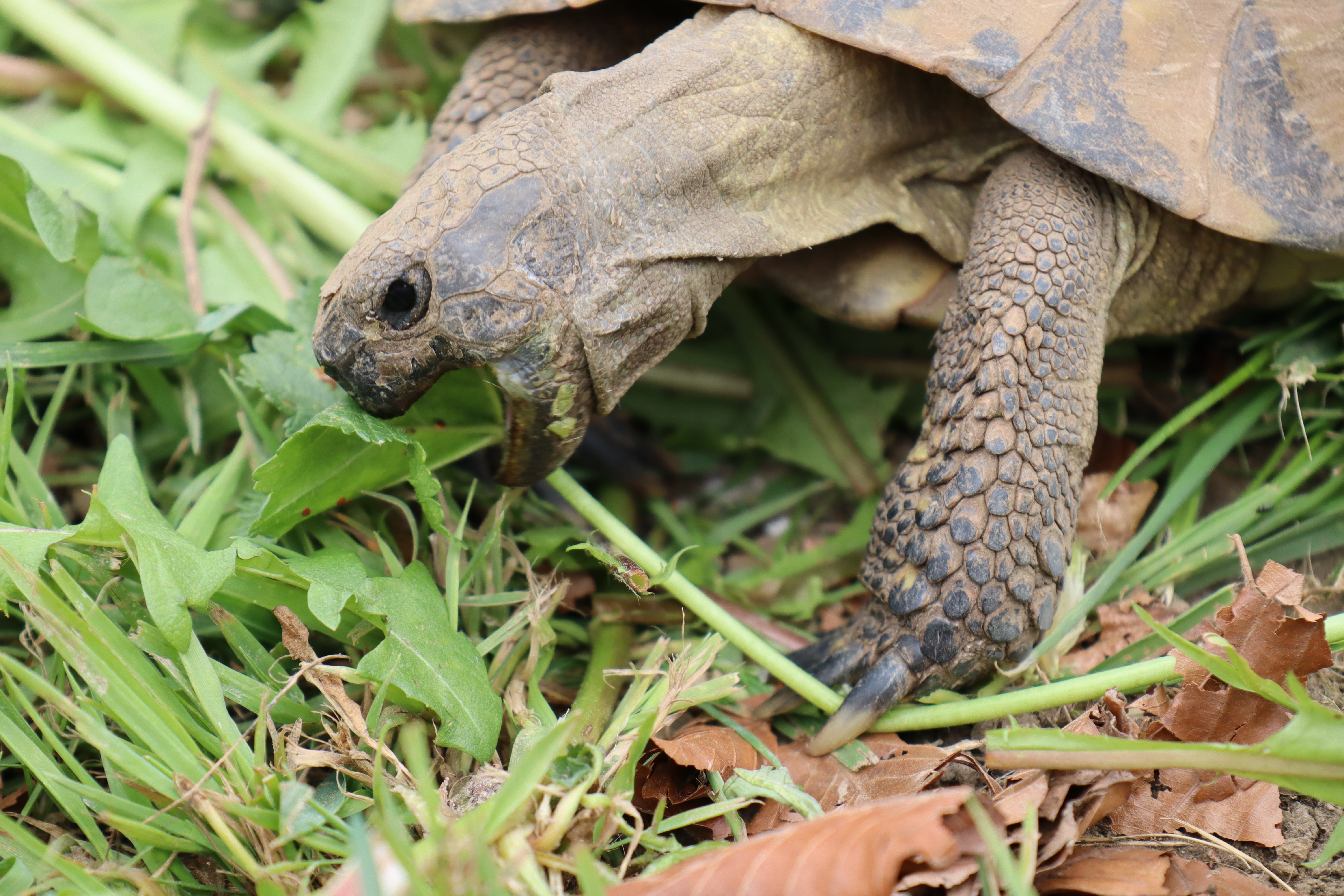 Législation - Tortue de terre info