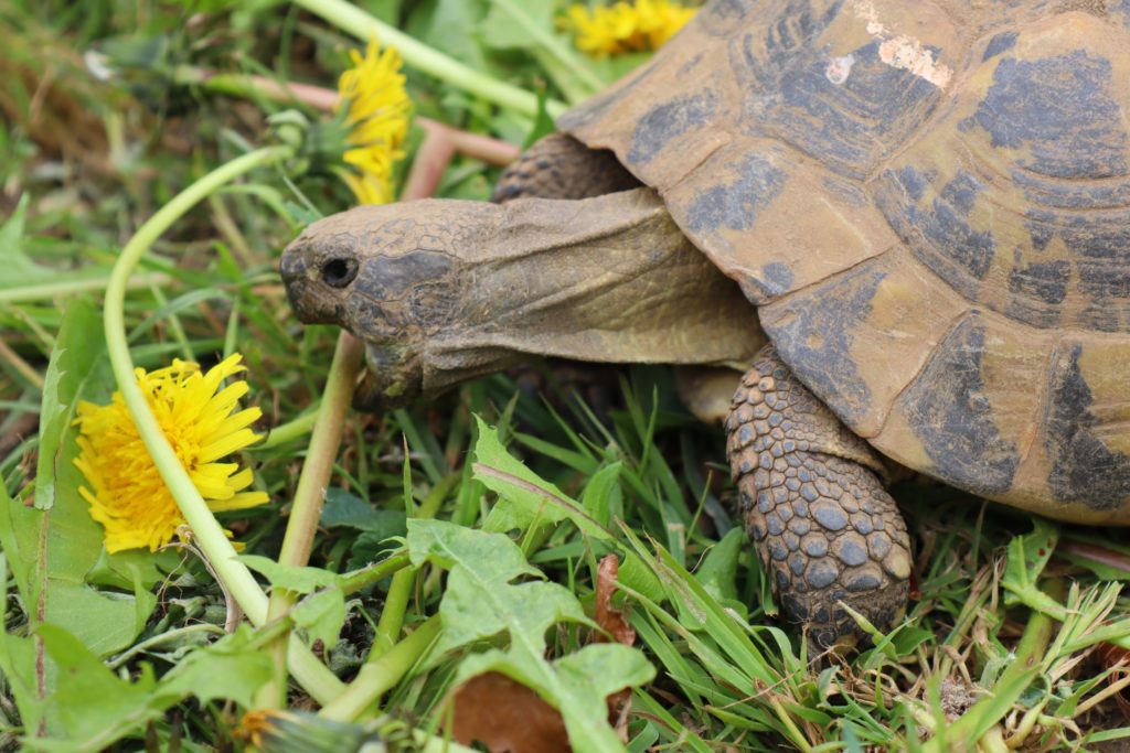 tortue terrestre pissenlit tortue d'Hermann