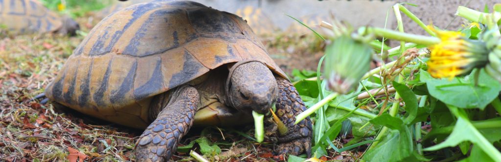 tortue terrestre pissenlit tortue d'Hermann