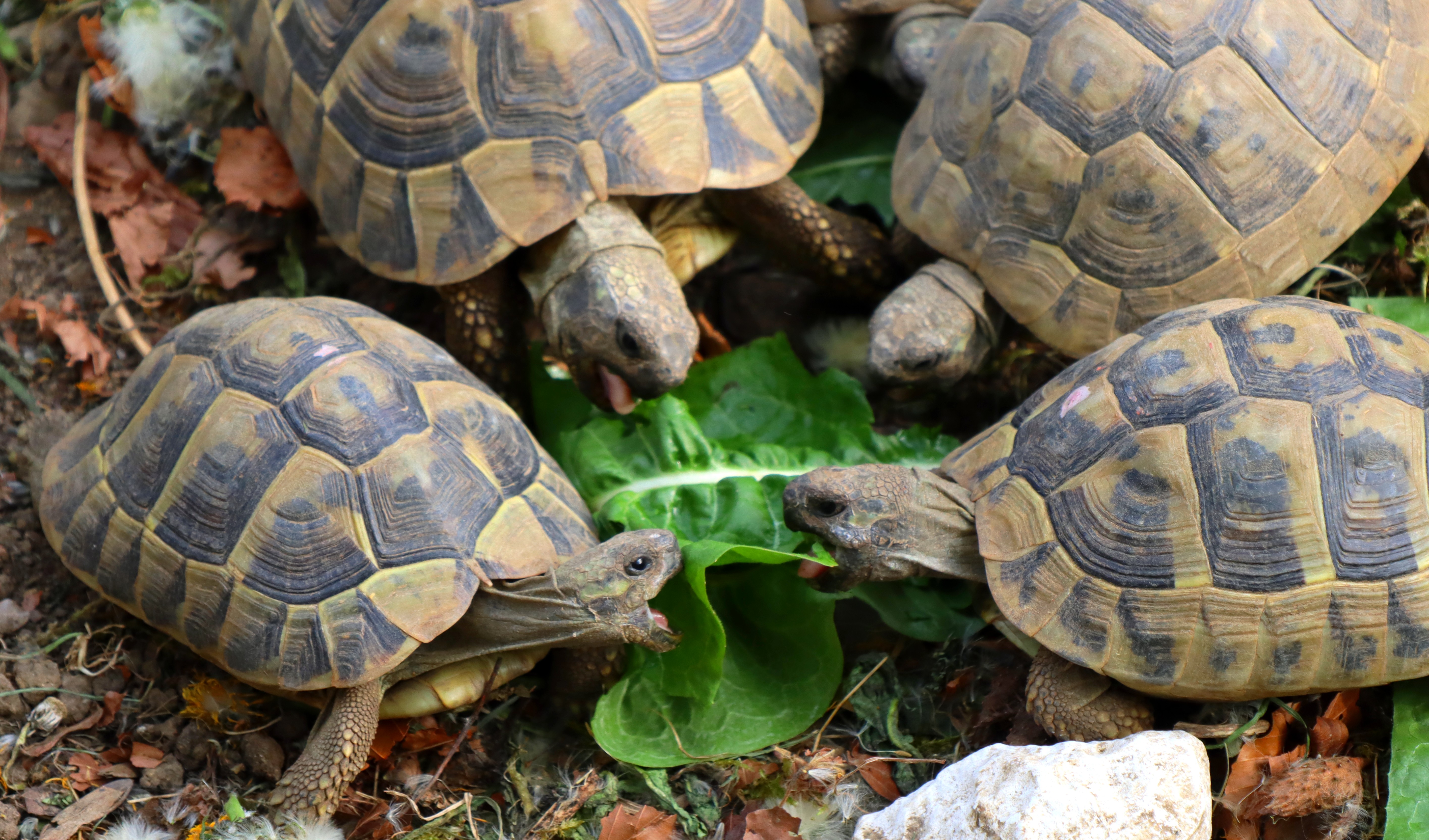 tortue terrestre alimentation chicorée