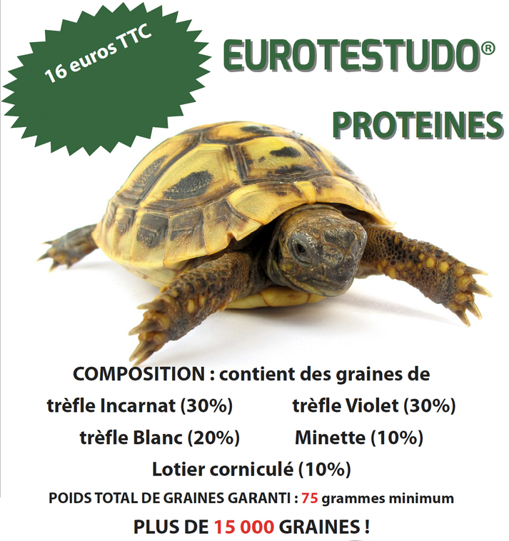 La chicorée - Tortue de terre info